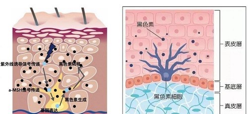 吉丽小美：科技养肤 让您在变美之路上走得更轻松