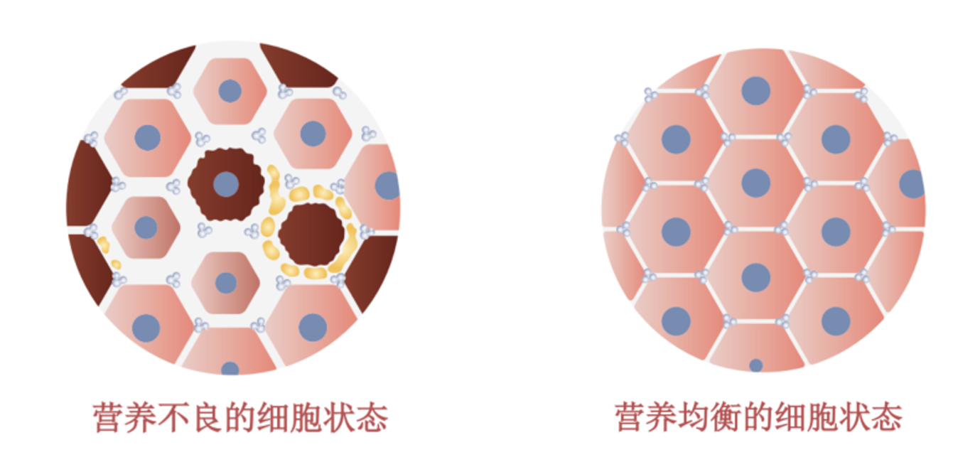 InBody发布2024全球人体成分分析报告